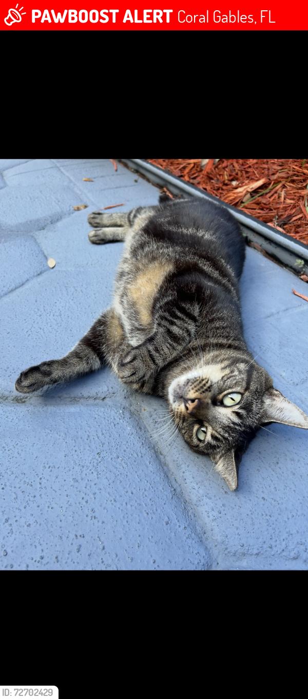 Lost Female Cat last seen Lejuene & Majorca Avenue , Coral Gables, FL 33134
