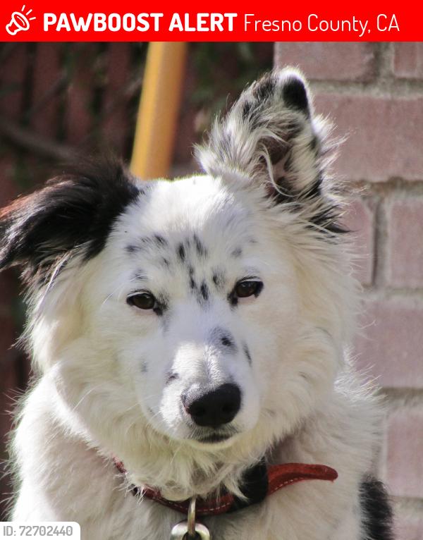 Lost Male Dog last seen Shields Ave., Fresno County, CA 93606