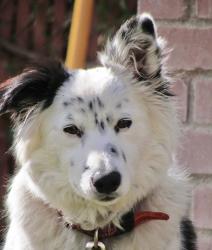 Lost Male Dog last seen Shields Ave., Fresno County, CA 93606