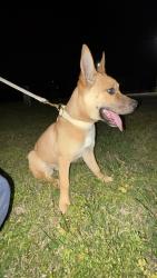 Found/Stray Female Dog last seen Next to Nashville Shores water park, Nashville, TN 37076