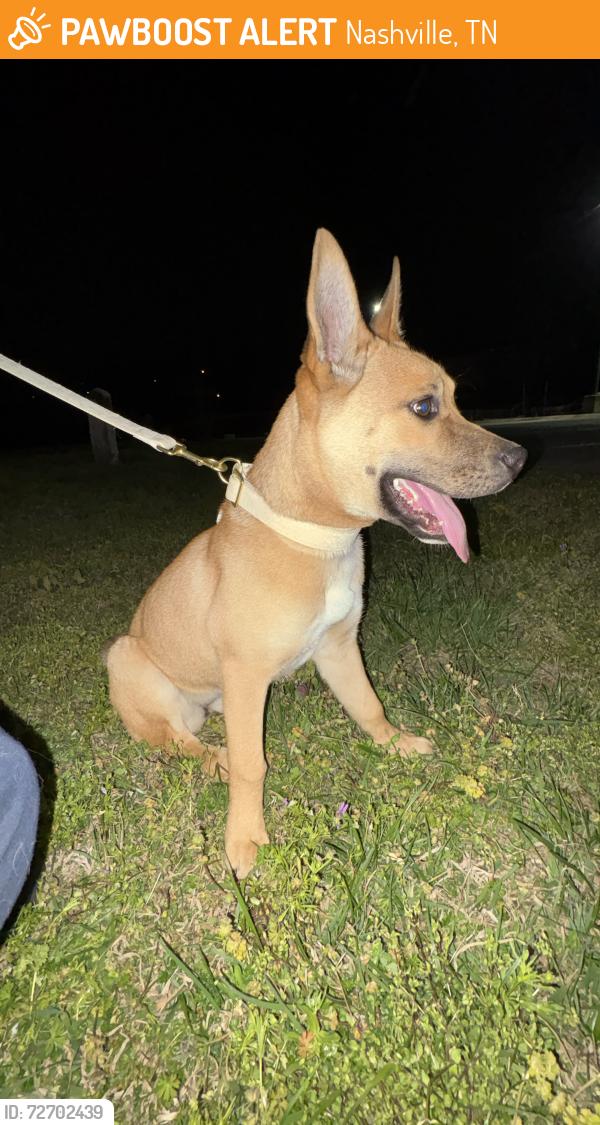 Found/Stray Female Dog last seen Next to Nashville Shores water park, Nashville, TN 37076