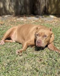 Lost Male Dog last seen Summerfield ridge and pheasant creek, Sugar Land, TX 77498