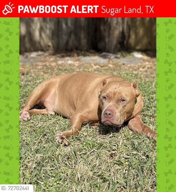 Lost Male Dog last seen Summerfield ridge and pheasant creek, Sugar Land, TX 77498