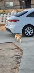 Found/Stray Male Dog last seen Mission and Seventh St, Hesperia, CA 92345