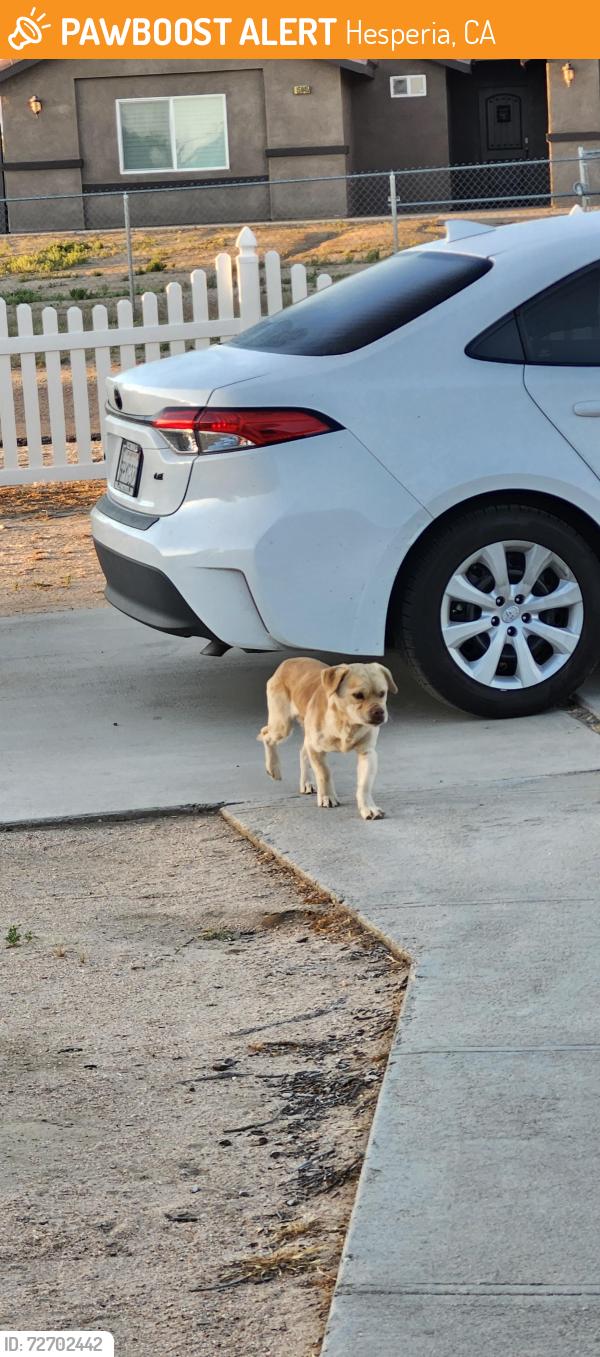 Found/Stray Male Dog last seen Mission and Seventh St, Hesperia, CA 92345