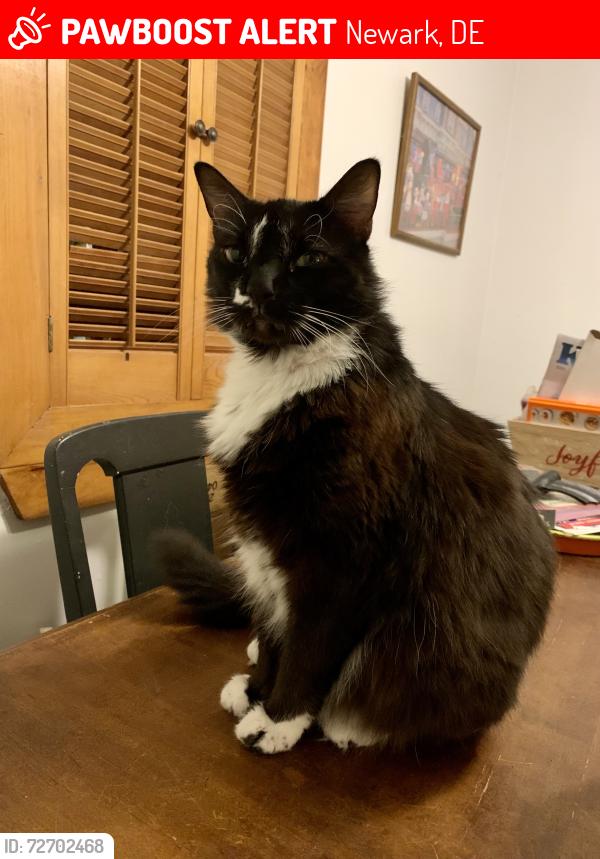 Lost Male Cat last seen Emma Way, near intersection of Old County and Frazier Roads , Newark, DE 19702
