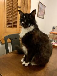 Lost Male Cat last seen Emma Way, near intersection of Old County and Frazier Roads , Newark, DE 19702