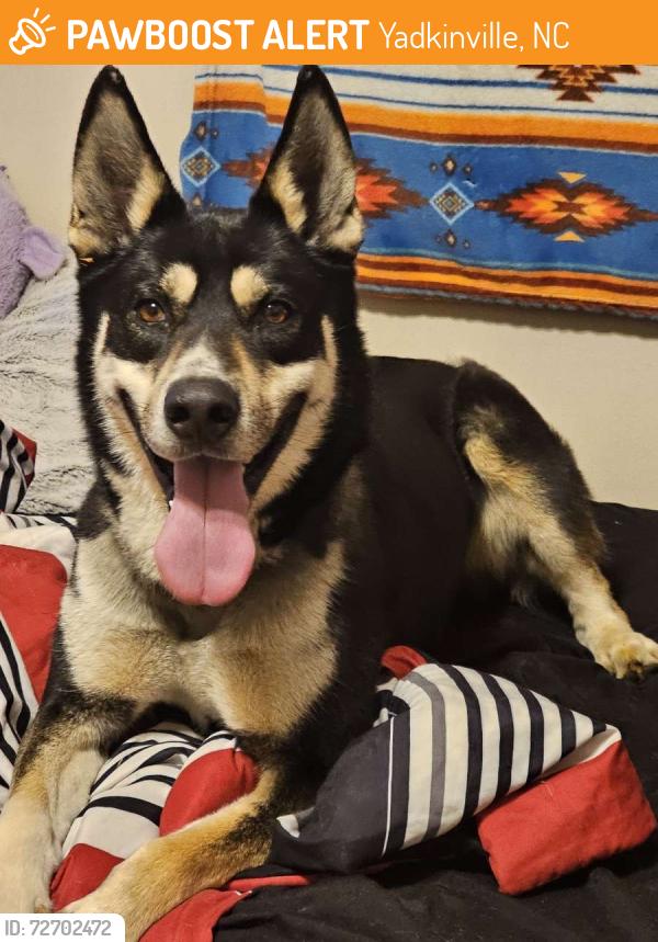 Found/Stray Male Dog last seen Outside the Papa Johns, Yadkinville, NC 27055