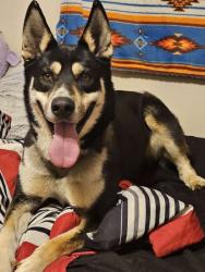 Found/Stray Male Dog last seen Outside the Papa Johns, Yadkinville, NC 27055