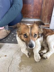 Found/Stray Male Dog last seen Off of Raymond Street, Indianapolis, IN 46225