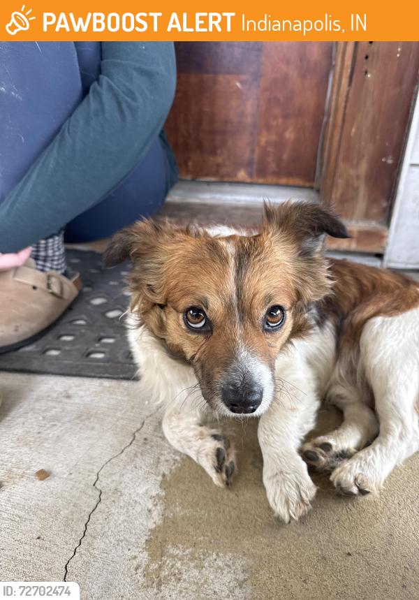 Found/Stray Male Dog last seen Off of Raymond Street, Indianapolis, IN 46225