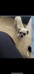 Lost Male Dog last seen 67th ave , Glendale, AZ 85301