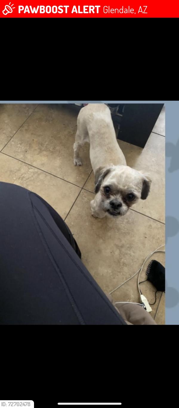 Lost Male Dog last seen 67th ave , Glendale, AZ 85301