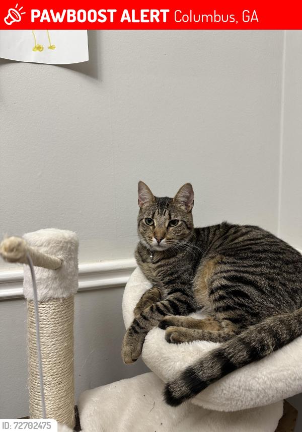 Lost Male Cat last seen Circle k, Columbus, GA 31904