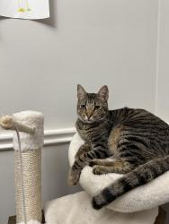 Lost Male Cat last seen Circle k, Columbus, GA 31904