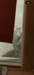 Found/Stray Unknown Cat last seen County Road 37, Albertville, Albertville, MN 55301