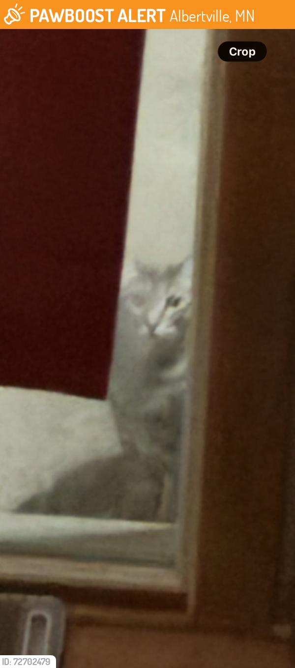 Found/Stray Unknown Cat last seen County Road 37, Albertville, Albertville, MN 55301