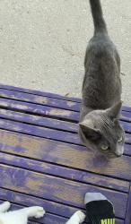 Found/Stray Unknown Cat last seen Windsor Hill Blvd., North Charleston, SC 29420
