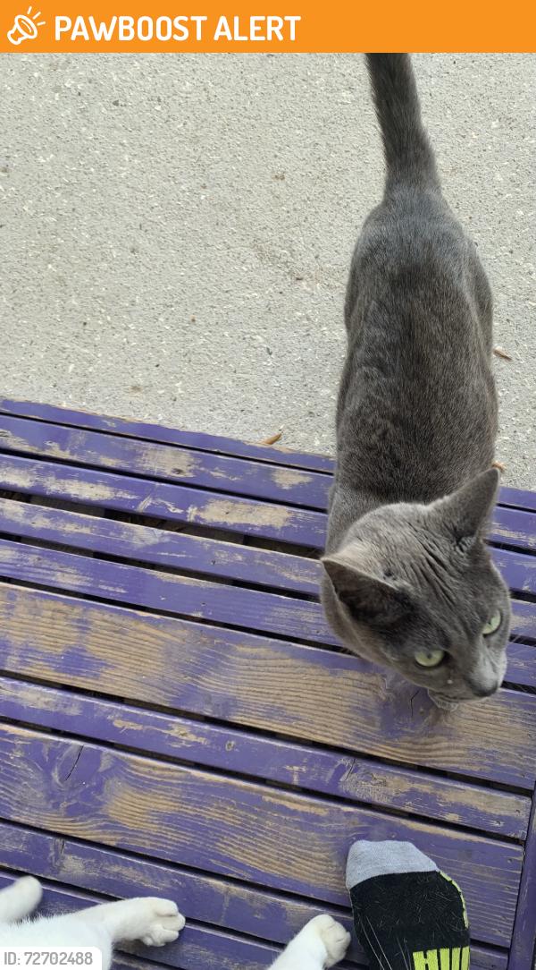 Found/Stray Unknown Cat last seen Windsor Hill Blvd., North Charleston, SC 29420