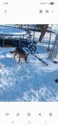 Lost Female Dog last seen Zestos, Evansville, IN 47708