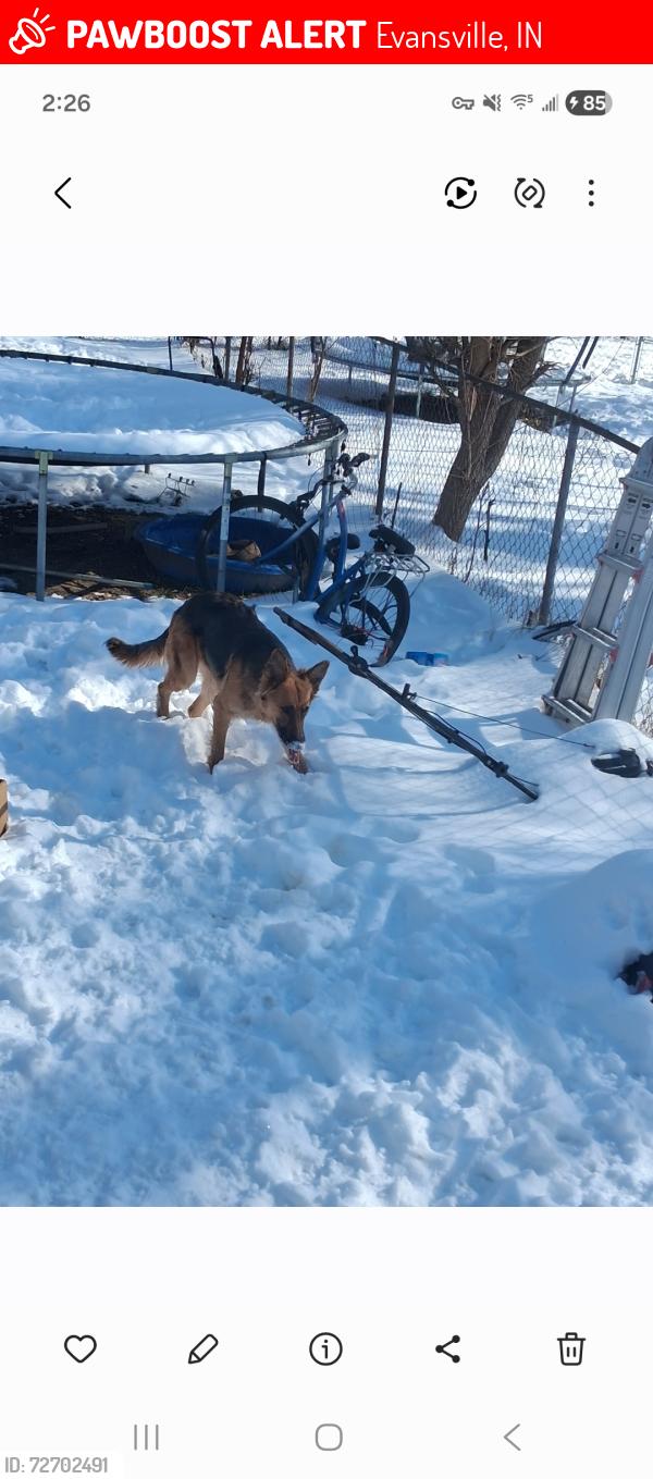 Lost Female Dog last seen Zestos, Evansville, IN 47708
