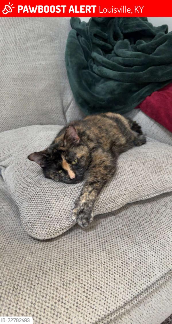Lost Female Cat last seen Fairground rd, Louisville, KY 40291