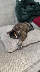 Lost Female Cat last seen Fairground rd, Louisville, KY 40291