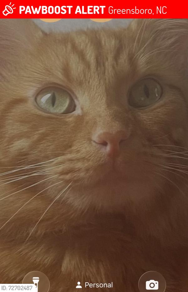 Lost Male Cat last seen Kind of Near  Walmart on pyramid village, , Greensboro, NC 27405