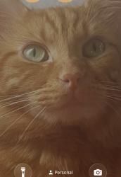 Lost Male Cat last seen Kind of Near  Walmart on pyramid village, , Greensboro, NC 27405