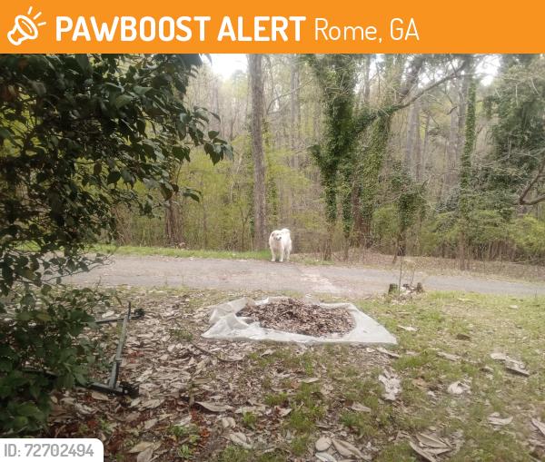 Found/Stray Male Dog last seen East main , Rome, GA 30161