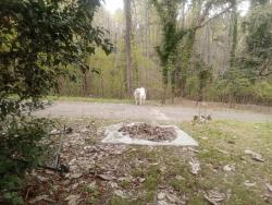 Found/Stray Male Dog last seen East main , Rome, GA 30161