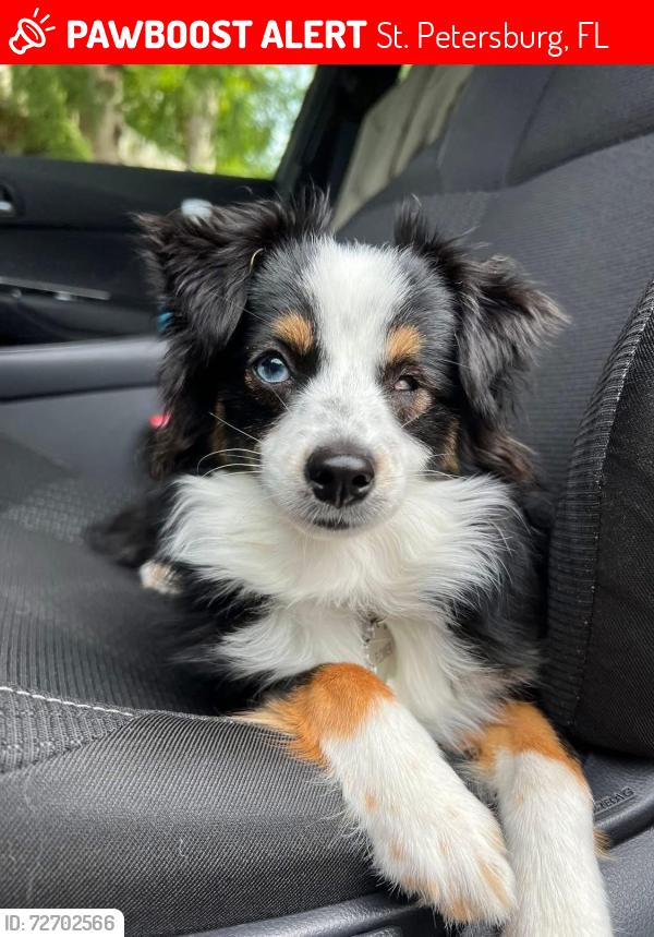 Lost Female Dog last seen 18th Ave. S and 42nd St. S, St. Petersburg, FL 33711