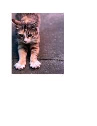 Found/Stray Female Cat last seen Bancroft, Berkeley, CA 94710