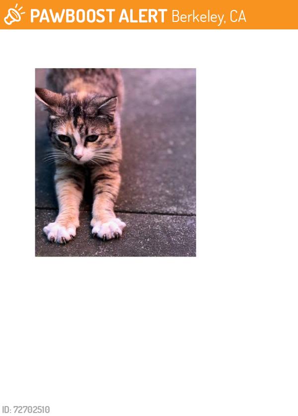 Found/Stray Female Cat last seen Bancroft, Berkeley, CA 94710