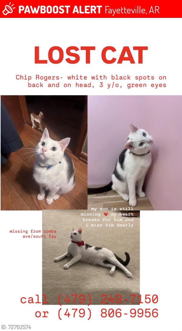 Lost Male Cat last seen Combs ave , Fayetteville, AR 72701