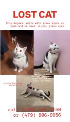 Lost Male Cat last seen Combs ave , Fayetteville, AR 72701