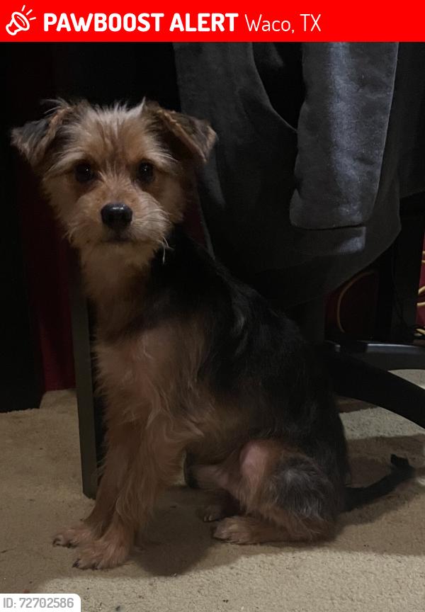 Lost Male Dog last seen Connor & 27th , Waco, TX 76711
