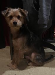 Lost Male Dog last seen Connor & 27th , Waco, TX 76711