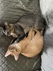 Lost Male Cat last seen Unknown, Youngstown, FL 32466