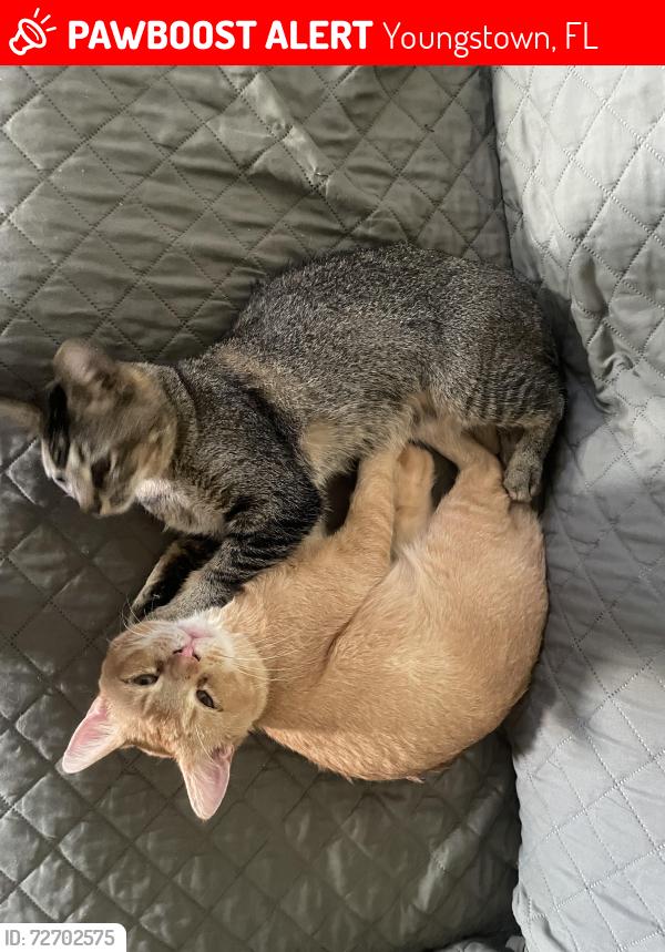Lost Male Cat last seen Unknown, Youngstown, FL 32466