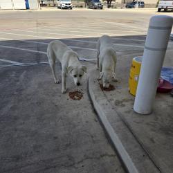 Found/Stray Unknown Dog last seen Near & 410, San Antonio, TX 78245
