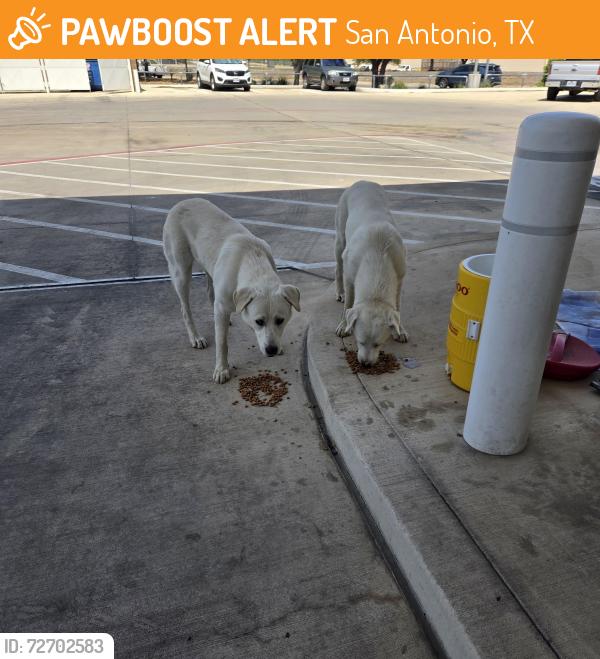 Found/Stray Unknown Dog last seen Near & 410, San Antonio, TX 78245