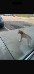 Found/Stray Female Dog last seen N high school rd , Speedway, IN 46224