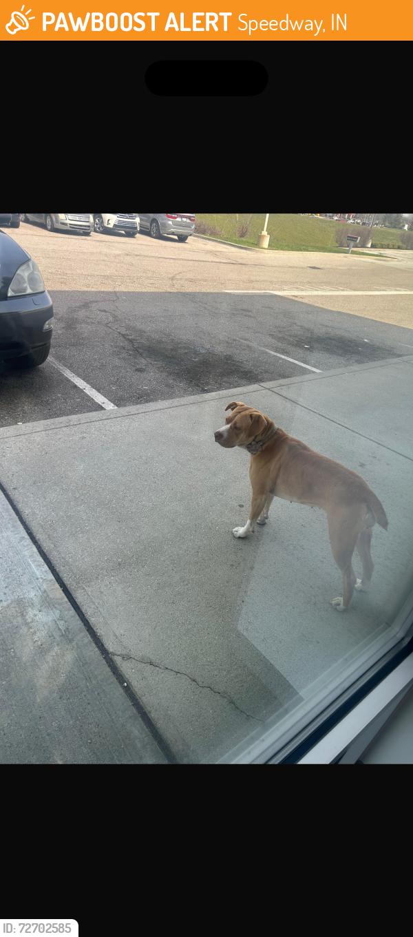 Found/Stray Female Dog last seen N high school rd , Speedway, IN 46224