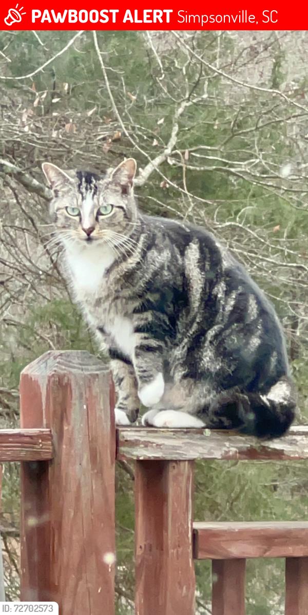 Lost Female Cat last seen Jonesville Rd, Simpsonville, SC, Simpsonville, SC 29681