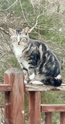 Lost Female Cat last seen Jonesville Rd, Simpsonville, SC, Simpsonville, SC 29681