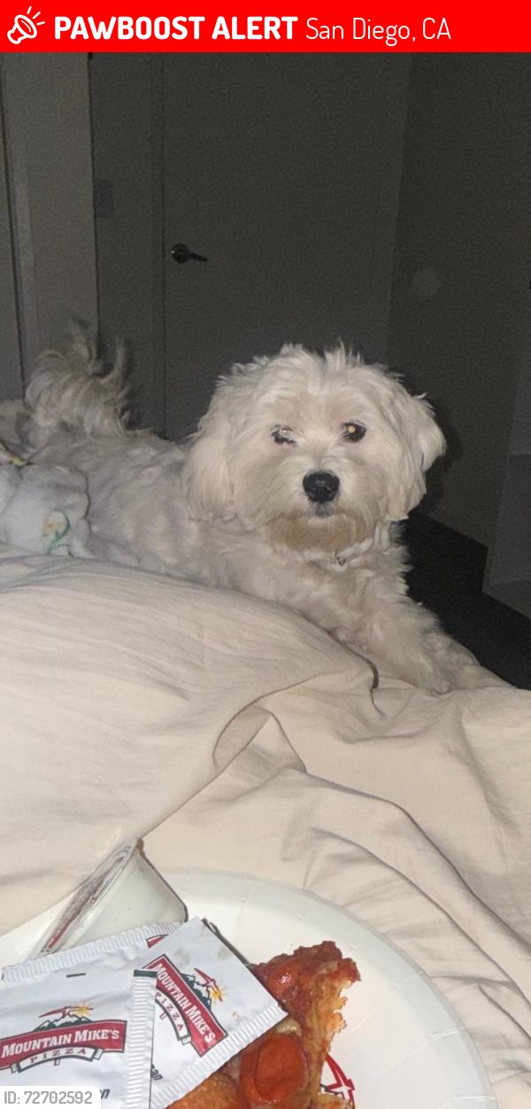 Lost Female Dog last seen N Harbison, San Diego, CA 92114