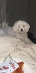 Lost Female Dog last seen N Harbison, San Diego, CA 92114