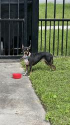 Found/Stray Female Dog last seen Black white and tan chihuahua or min pin, Houston, TX 77009