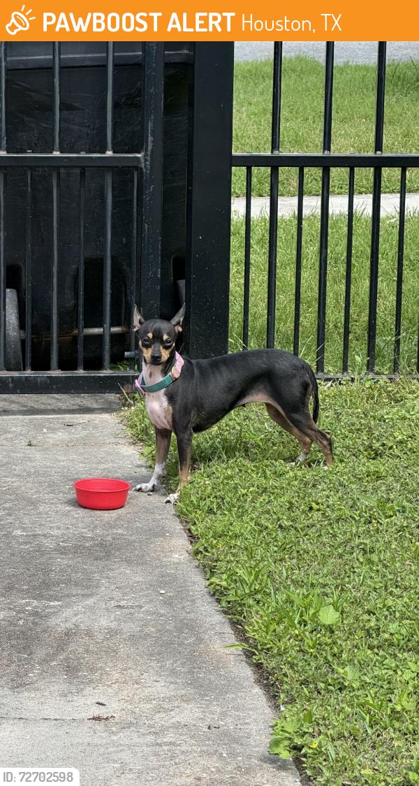 Found/Stray Female Dog last seen Black white and tan chihuahua or min pin, Houston, TX 77009